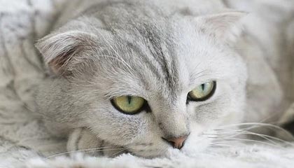 顶级娱乐|网球赛事v4.9.1